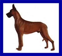 a well breed Great Dane dog